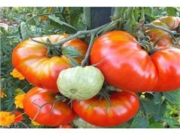  Cách trồng cà chua khổng lồ bằng hạt 2023