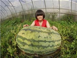 Hướng dẫn cách trồng dưa hấu khổng lồ bằng hạt 2023