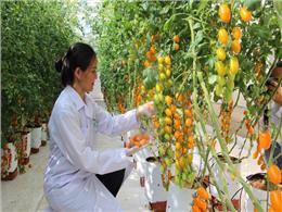 Hướng dẫn chi tiết cách trồng cà chua nova siêu năng suất 
