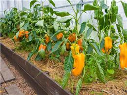 hướng dẫn kỹ thuật trồng ớt khồng lồ sai trĩu trái cho người mới trồng