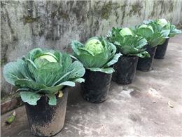 Hướng dẫn chi tiết Kỹ thuật trồng rau bắp cải cuộn chặt, tươi non mà không bị sâu bệnh