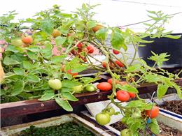 Chi tiết cách trồng cà chua nhót bằng hạt sai quả 