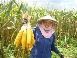 hướng dẫn Cách trồng ngô đúng kỹ thuật, năng suất cao cho bà con nông dân