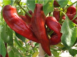 Kỹ thuật trồng và chăm sóc cây ớt ngọt F1 cho năng suất cao