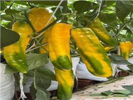 Cây ớt ngọt  palermo – Kỹ thuật trồng và chăm sóc thu hoạch quả mỏi tay