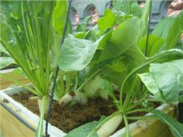 Hướng dẫn cách trồng củ cải trắng trong thùng xốp cho người mới