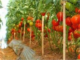 Cách trồng cà chua bằng hạt 100% thành công cho người mới từ A-Z 2023