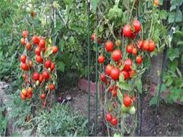 Hướng dẫn từ A-Z cách trồng cà chua trong chậu thành công  2023