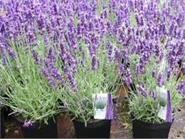 Kỹ thuật trồng hoa oải hương Lavender bằng hạt tại nhà 2023