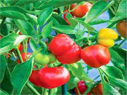 Hướng dẫn trồng ớt chuông 2022 đúng kỹ thuật – cây nhanh phát triển