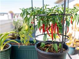 Cách trồng ớt bằng hạt tại nhà đơn giản mà hiệu quả nhất 2023