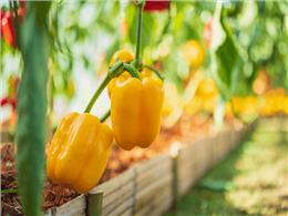 Cách trồng ớt chuông vàng vô cùng đơn giản cho người mới bắt đầu