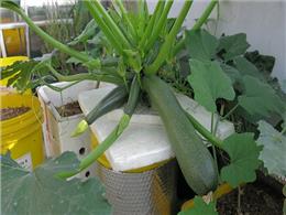 Mẹo trồng bí ngòi trên sân thượng cho sai trĩu quả 2023