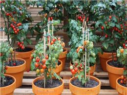 Cách trồng cà chua bằng hạt đơn giản hiệu quả tại nhà 2022