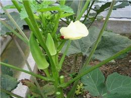 Hướng dẫn Chi tiết cách trồng cây đậu bắp đúng kỹ thuật, năng suất cao cho người mới 