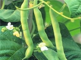 Hướng dẫn Cách trồng đậu cô ve lùn ngoài ruộng, vườn đạt năng suất cao