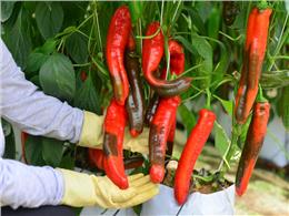 Hướng dẫn chi tiết quy trình kỹ thuật trồng ớt ngọt khổng lồ Palermo cho người mới