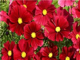 hướng dẫn chi tiết Cách trồng hoa sao nhái đỏ nhung và chăm có ra hoa rực rỡ, nở lâu