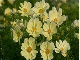 Hoa sao nhái  xanthos – Cách trồng và chăm sóc ra hoa rực rỡ