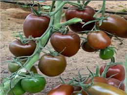 Hướng dẫn cách gieo trồng cà chua socola múi hoàng tử