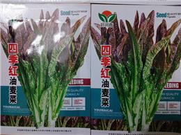 Hướng dẫn chi tiết cách trồng rau diếp tím cho người mới bắt đầu Hướng dẫn chi tiết cách trồng rau diếp tím cho người mới bắt đầu