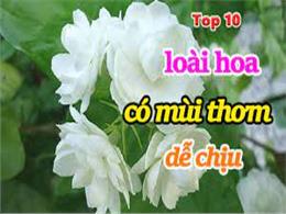 Top 10 loài hoa có mùi thơm dễ chịu và đặc tính của nó