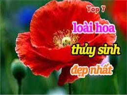 Top 7 loài hoa thủy sinh đẹp nhất