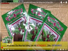 Chuyên bán hạt giống cây atiso đỏ ( cây bụp giấm) chất lượng | Hạt Giống Atiso Đỏ Bụp Giấm