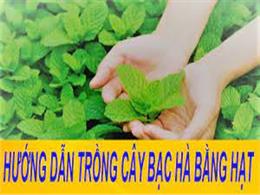 Bật mí cách trồng cây bạc hà bằng hạt đơn giản ngay tại nhà | Hướng dẫn trồng bạc hà