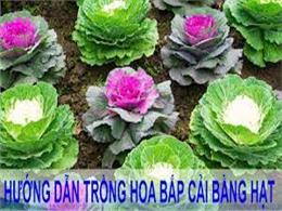 Học cách trồng bắp cải hoa hồng đẹp mê ly trang trí vườn nhà | Hạt giống bắp cải hoa hồng