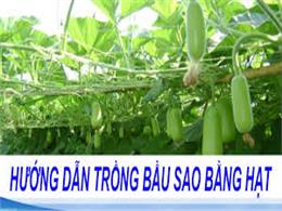 hướng dẫn trồng bầu sao trong chậu | Chia sẻ cách trồng bầu sao trong thùng xốp (trong chậu)