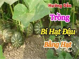 hướng dẫn trồng bí hạt đậu bằng hạt | Kỹ thuật trồng Bí Hạt Đậu đơn giản tại nhà 