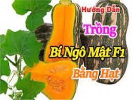 Hướng dẫn trồng bí ngô mật f1 bằng hạt | Cách trồng bí ngô mật từ hạt thu mỏi tay