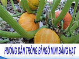 Hướng dẫn cách trồng bí ngô mini cho khu vườn nhỏ nhà phố | Cách trồng bí đỏ trong thùng xốp