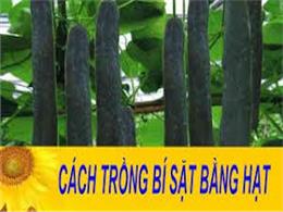 Kỹ thuật trồng và chăm sóc cây bí đao xanh (bí sặt) | hướng dẫn trồng bí sặt bằng hạt