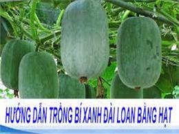 Cách trồng bí xanh đài loan từ hạt | Hạt Giống Bí Xanh Đài Loan | Quy trình kĩ thuật trồng bí xanh