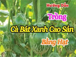 cách trồng cà bát xanh cao sản bằng hạt giống | Hạt giống Cà bát xanh cao sản 