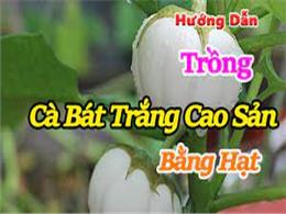 hướng dẫn trồng cà bát trắng cao sản bằng hạt - Hạt giống Cà bát xanh cao sản