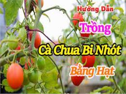 cách trồng cà chua bi nhót bằng hạt giống | Hạt giống Cà Chua Bi dài (Cà Chua Nhót)