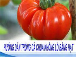 Hướng dẫn gieo trồng hạt giống cà chua khổng lồ | hạt giống cà chua khổng lồ