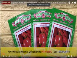 Cửa Hàng Bán hạt giống cà chua lê quả đỏ tỷ lệ nảy mầm Cao, Giống Cà Chua giá rẻ