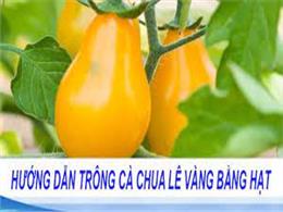 Hướng dẫn cách trồng cây cà chua và những lưu ý khi chăm sóc | Hạt Giống Cà Chua Bi Quả Lê Vàng