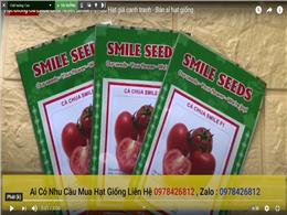 Hạt Giống Cà Chua Chịu Nhiệt Smile F1 - 30 Hạt giá cạnh tranh - Bán sỉ hạt giống