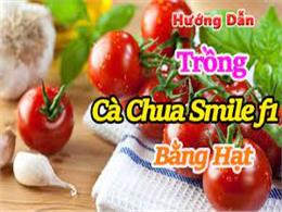 hướng dẫn trồng cà chua smile f1 | Bán Hạt giống cà chua chịu nhiệt Smile F1