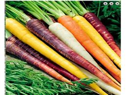 hướng dẫn trồng cà rốt nhiều màu bằng hạt | Cách trồng Cà Rốt đơn giản tại nhà 4 mùa 