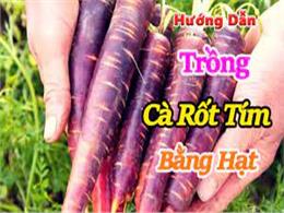 hướng dẫn trồng cà rốt tím bằng hạt | Hướng dẫn cách tự trồng cà rốt màu tím “đẹp lạ”