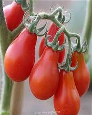 Hạt Giống Cà chua Trái Lê Đỏ