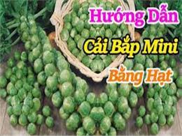 hướng dẫn trồng cải bắp mini bằng hạt | Kỹ thuật trồng cây bắp cải tí hon tại nhà ăn quanh năm