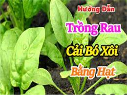 hướng dẫn trồng cải bó xôi bằng hạt | Hướng dẫn cách trồng cải bó xôi đơn giản nhất 