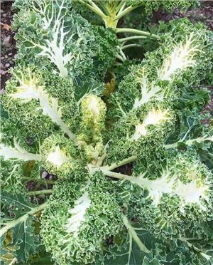 Hạt Giống cải Kale Thủy Tinh